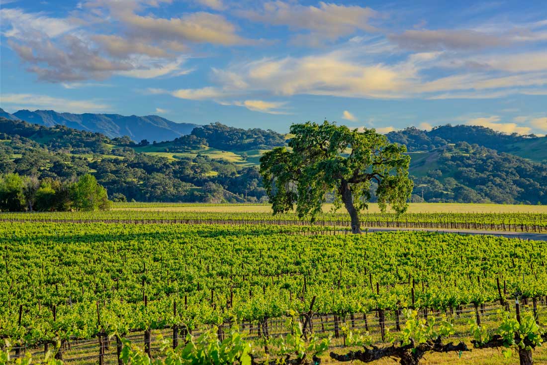 Wine Country and oaks